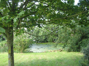 Old Carp Ponds